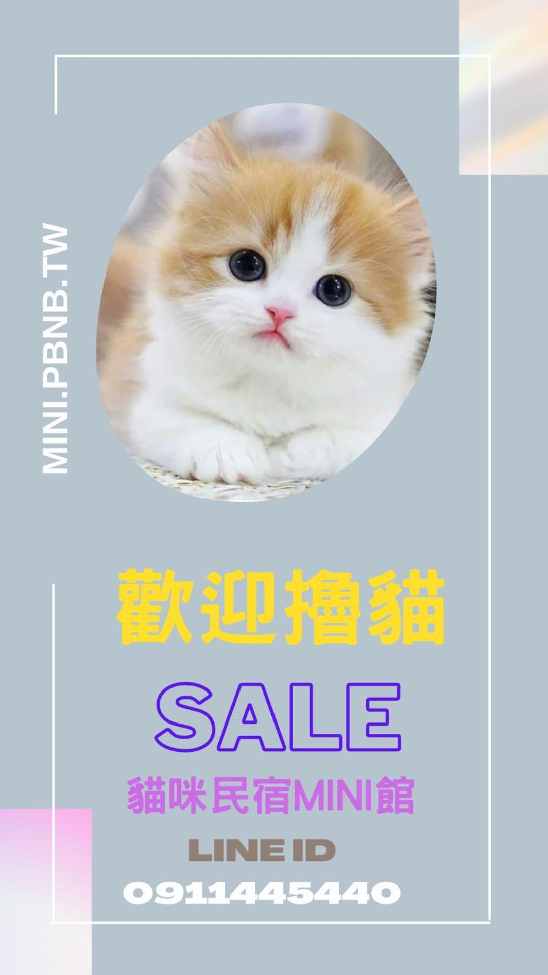 貓咪民宿mini館-中午即可入房 Taitung Екстер'єр фото